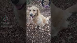 dog caninos perros canina pastoraleman goldenretriever shorts shortvideo youtubeshorts [upl. by Lipinski]