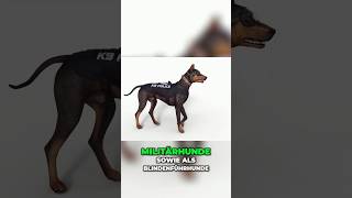 Mischling Rottweiler x Weimaraner x deutscher Pinscher [upl. by Adiarf]