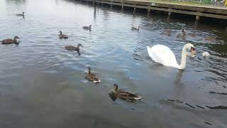 ❤🇮🇪 MUTE SWAN FAMILY🦢2 TINY FURRY BABY MUTE SWAN CYGNETS🐤POCHARD DUCK🦆MALLARD DUCKS🦆GULLS🕊subscribe🙏 [upl. by Gwenn]