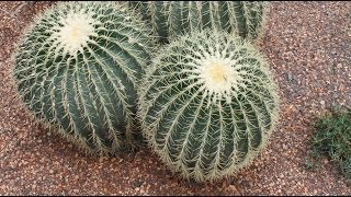 Echinocactus grusonii  Goldkugelkaktus Golden Barrel Cactus [upl. by Mill]