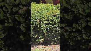 Snake in hotel bush snake snakevideo snakes florida [upl. by Ziom]