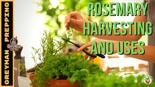 How To Grow And Harvest Rosemary  Medicinal Uses For Rosemary [upl. by Enomis]