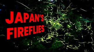 Where to Find Fireflies in Japans Countryside [upl. by Yodlem]