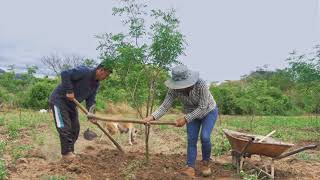 Cuidando mi tara Tema 7 La remoción y la fertilización orgánica de la tara [upl. by Akirej]