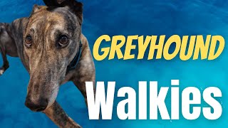 Greyhound Walkies [upl. by Cherida983]