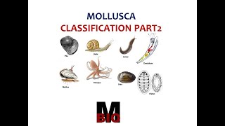 CLASSIFICATION OF MOLLUSCA PART 2 [upl. by Ominorej]