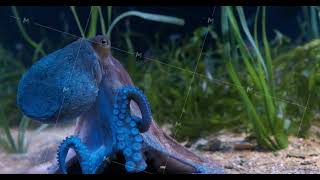 Octopus in aquarium closeup [upl. by Ahsircal]