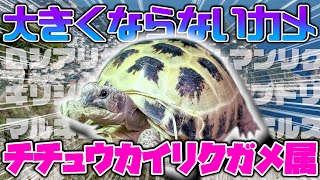 小型で人気のカメ『チチュウカイリクガメ属』5選 [upl. by Eneja]