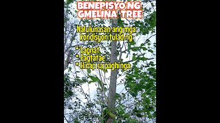 Benepisyo ng Gmelina Tree [upl. by Aneeras687]