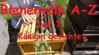 Teil 7 Bienenvolk AZ Königin gesichtet Imkern von Ableger zum Honig [upl. by Nnylaehs]