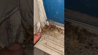 TERMITE SWARMING Season in Florida Termites [upl. by Hildegaard]