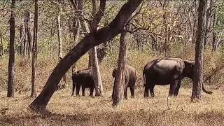 Mudumalai tiger reserve  Elephants  Mudumalai during summer [upl. by Nahsar649]