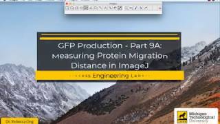 GFP Production  Part 9A Measuring Protein Migration Distance in ImageJ [upl. by Akerley]