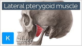 Function of the Lateral Pterygoid Muscle  Human Anatomy  Kenhub [upl. by Enyal259]