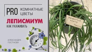 Леписмиум  кактус или нет Шикарное неприхотливое комнатное ампельное растение для южного окна [upl. by Elohcan]