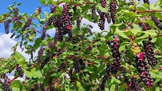 Pokeweed Phytolacca americana  or why so many people eat this highly poisonous plant [upl. by Ardelis]