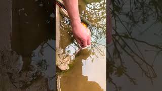 How to find eels underground Catch eel in deep mud shorts viral eel [upl. by Dev]