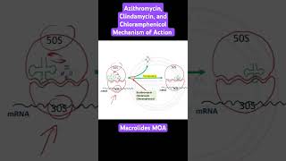 Azithromycin Clindamycin and Chloramphenicol Mechanism of Action [upl. by Dierdre]