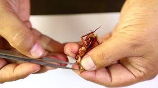 Cockroach Mouthparts Dessection  আরশোলার মুখোপাঙ্গ ব্যবচ্ছেদ   Biology Practical [upl. by Ilrahs]