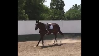 DGS Buckey Grove  2021 AQHA Gelding by DGS Replicated  62023 Lunging [upl. by Jaquiss293]