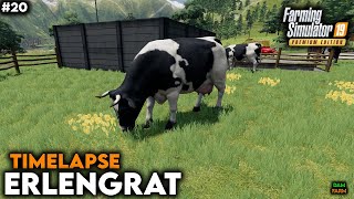 Purchase of 20 cows fertilization weeding amp sale of silage bale  FS19 Timelapse Erlengrat  20 [upl. by Hsiri]