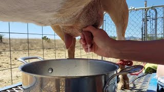 How To Milk A Goat [upl. by Boleyn]