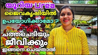 യൂറിയ ജൈവകൃഷിയിൽ ഉപയോഗിക്കാമോ ചത്ത ചെടിയും ജീവിക്കും ഇങ്ങനെ ചെയ്താൽ  Urea Fertilizer [upl. by Sauer]