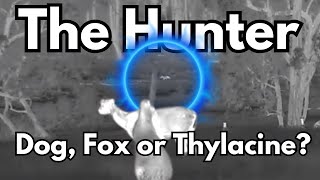 The Hunter  What animal is hunting these Kangaroos  Thermal HD  Thylacine Fox Dog InfiRay TS60 [upl. by Anoy594]