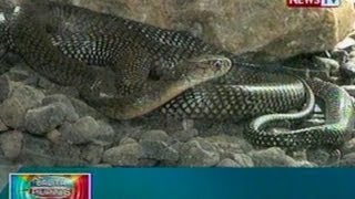 BP King cobra nahuli sa Argao Cebu [upl. by Elwira]