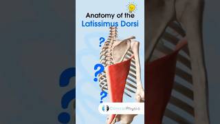 Latissimus Dorsi Anatomy physicaltherapy physiotheraphy anatomy [upl. by Spragens]