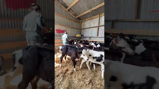 Disbudding with local anaesthetic dairyfarmingnz shortvideo [upl. by Cailean881]