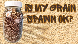 HOW SHOULD MY GRAIN SPAWN LOOK HD Closeups from Filling to Colonization [upl. by Audwen]