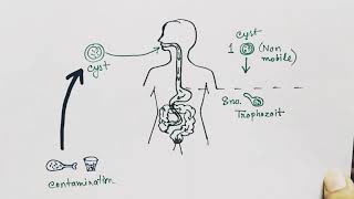 Entamoeba histolytica life cycle  English   Amoebic dysentry  parasitic protozoan [upl. by Russ140]