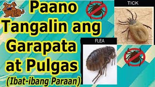 Paano Tanggalin ang Garapata at Pulgas How to Remove Ticks and Fleas [upl. by Nerraj]