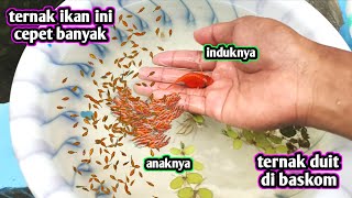 CARA TERNAK IKAN MOLLY JINGGA TERNYAta mudah [upl. by Anadroj]