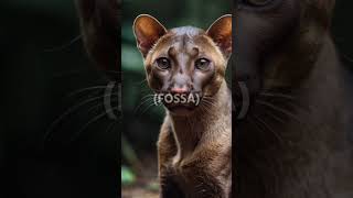 The Mysterious Fossa Madagascars Elusive Predator [upl. by Chadbourne]