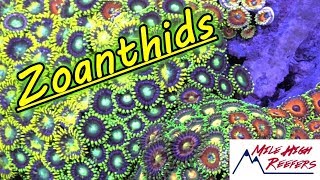 Talking Zoanthid Care With Rogue Aquariums [upl. by Hsreh]