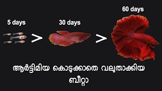 ബീറ്റാ ഫാർമിംഗിൽ നേരിടുന്ന പ്രശനങ്ങൾ സർവ്വേ പോൾ നടത്തിയപ്പോൾ  BETTA FISH GROWTH Technic MALAYALAM [upl. by Ware]