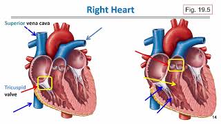 BIOL 201 Cardiovascular system slides 13 16 [upl. by Latvina368]