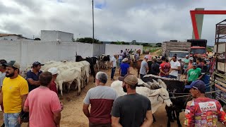 feira de gado do Posto Alto da SerraPe 21424 nordeste agro arroba nelore sindi guzerá [upl. by Trici]