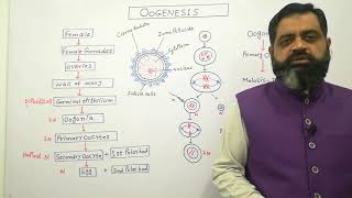 Oogenesis Urdu Hindi medium profmasoodfuzail Anatomy of Ovum  Formation of egg in Human [upl. by Corenda69]