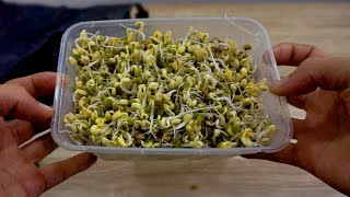 How to Grow Mung Bean Sprout at Home With Plastic Box  Better Home amp Garden [upl. by Franzoni]