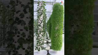 Aeroponic Farming 🧺 amazingfacts factsinhindi [upl. by Ayekam]