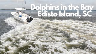 Edisto Island SC Dolphins Playing in the Bay [upl. by Reid]