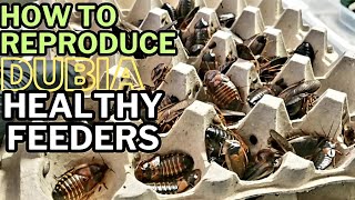 How A Dubia Roach Breeder Keeps A Clean amp Healthy Colony For Breeding Feeder Roaches reptiles bug [upl. by Itin]