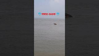 গঙ্গার শুশুকGanges River Dolphin [upl. by Eiralc485]