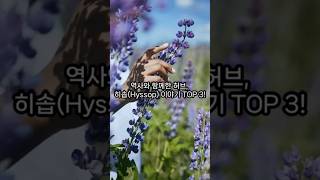 역사와 함께한 허브 히솝Hyssop 이야기 TOP 3 [upl. by Dael]