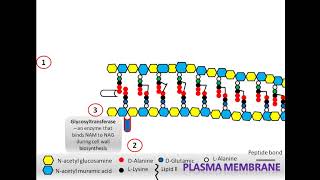 Peptidoglycan biosynthesis [upl. by Nairbo434]