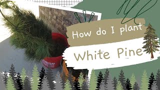 88 How To Planting White Pine Trees Part 1 [upl. by Notled]