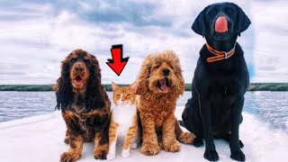 Tiny ginger kitten grew up with dogs and now thinks hes a dog too [upl. by Naras]